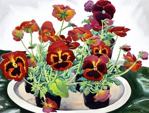 Pansies