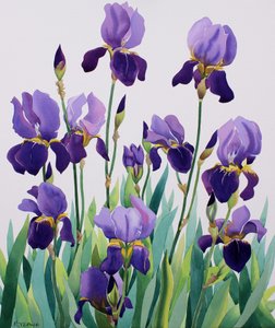 Purple Irises by Christopher Ryland