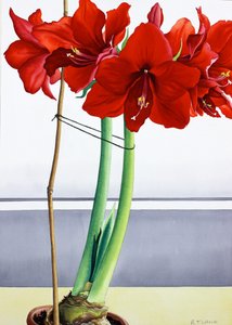Red Amaryllis 2 by Christopher Ryland