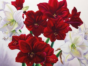 Red and White Amaryllis, 2008 by Christopher Ryland