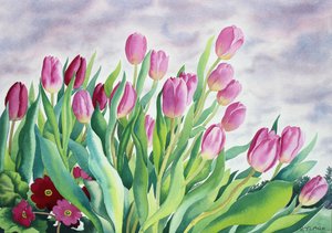 Tulips by Window