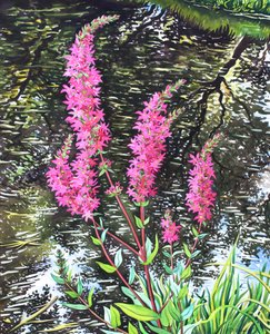 Wild Loosestrife by Christopher Ryland