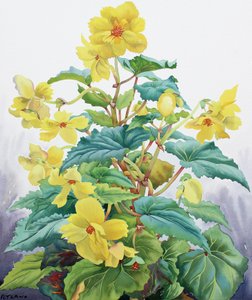 Yellow Begonia 2 by Christopher Ryland