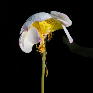 Fading Lotus Beauty by Chuanxu Ren