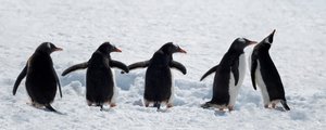 Penguins on a Snowy Walk by Chuanxu Ren