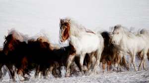 Wild Horses in Winter Motion