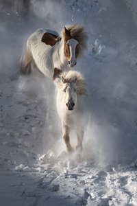 Wild Winter Horses