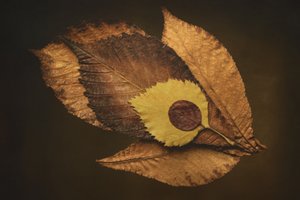 Autumn Leaf Eye by Cicek Kiral