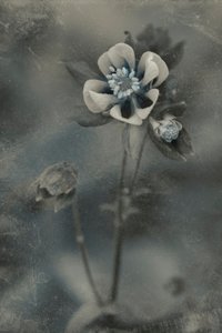 Blue Vintage Bloom by Cicek Kiral