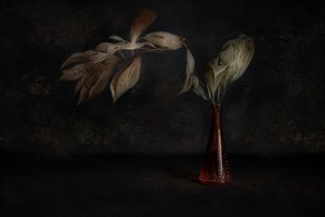 Dark Botanical Still Life by Cicek Kiral
