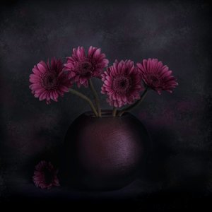 Dark Gerbera Still Life by Cicek Kiral