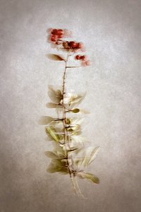 Delicate Botanical Berries by Cicek Kiral