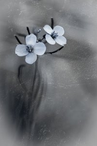 Delicate Grey Blooms by Cicek Kiral