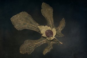 Dried Leaves Still Life by Cicek Kiral