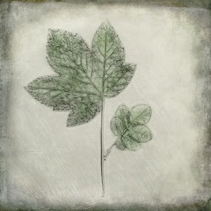 Elegant Green Leaves by Cicek Kiral