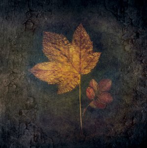 Golden Autumn Leaves by Cicek Kiral