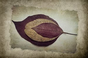 Layered Autumn Leaves by Cicek Kiral