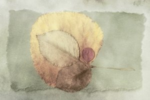 Layered Autumn Leaves by Cicek Kiral