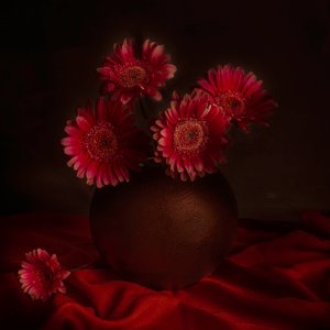 Moody Gerbera Still Life by Cicek Kiral