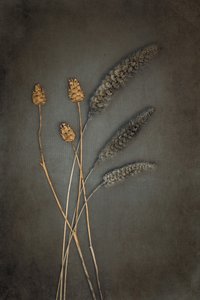 Rustic Dried Botanicals by Cicek Kiral