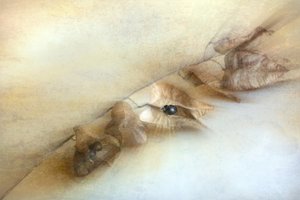 Soft Botanical Serenity by Cicek Kiral
