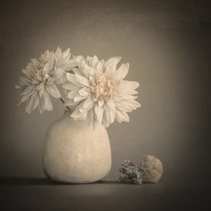 Soft Petals and Shells by Cicek Kiral