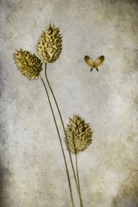 Vintage Botanical Butterfly by Cicek Kiral