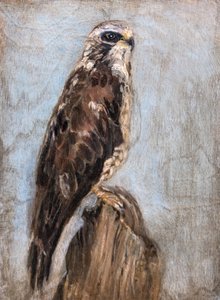 Majestic Hawk Perched