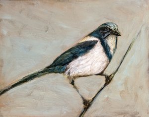 Quiet Magpie on Branch