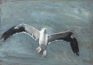 Soaring Grey Seagull