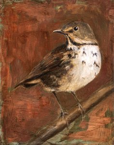 Speckled Thrush Perched by Claire Lerner