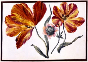 Tulips and Anenome, c.1690