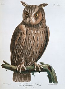 Le Grand Duc, Eagle-Owl