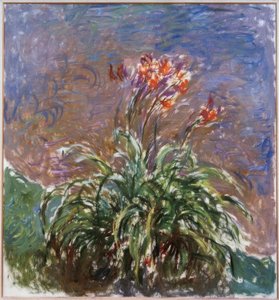 The Daylilies