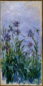 Purple Irises