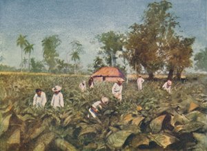 Tobacco Plantation, Cuba, 1916