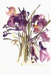 Crocus