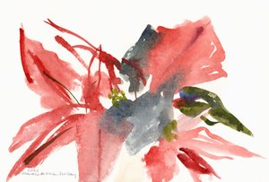 Poinsettia