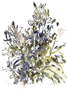 Senecio and other plants, 2003