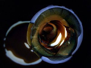 Golden Swirl Glow by Claudio Boczon