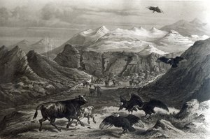Calf being attacked by the Condors, from 