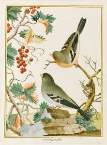 Fringuello Finch. From Ornitologia dell