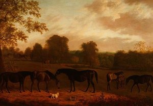 Mares and Foals