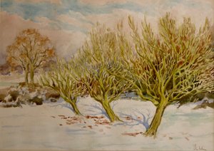The Orchard, January Sun