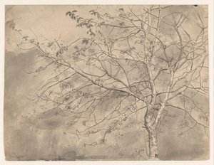 Study of an Elm