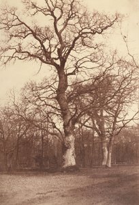 Study of Trees, Bois de Boulogne