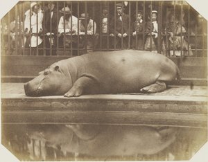 Obaysch, the Hippopotamus, London Zoo