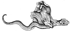 A Basilisk