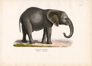 African Elephant by Conrad Kull