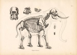 African Elephant Skeletal Anatomy by Conrad Kull